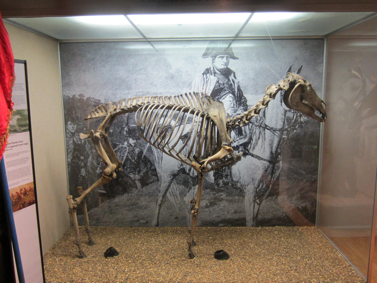 Das Skelett von Napoleons Pferd Marengo