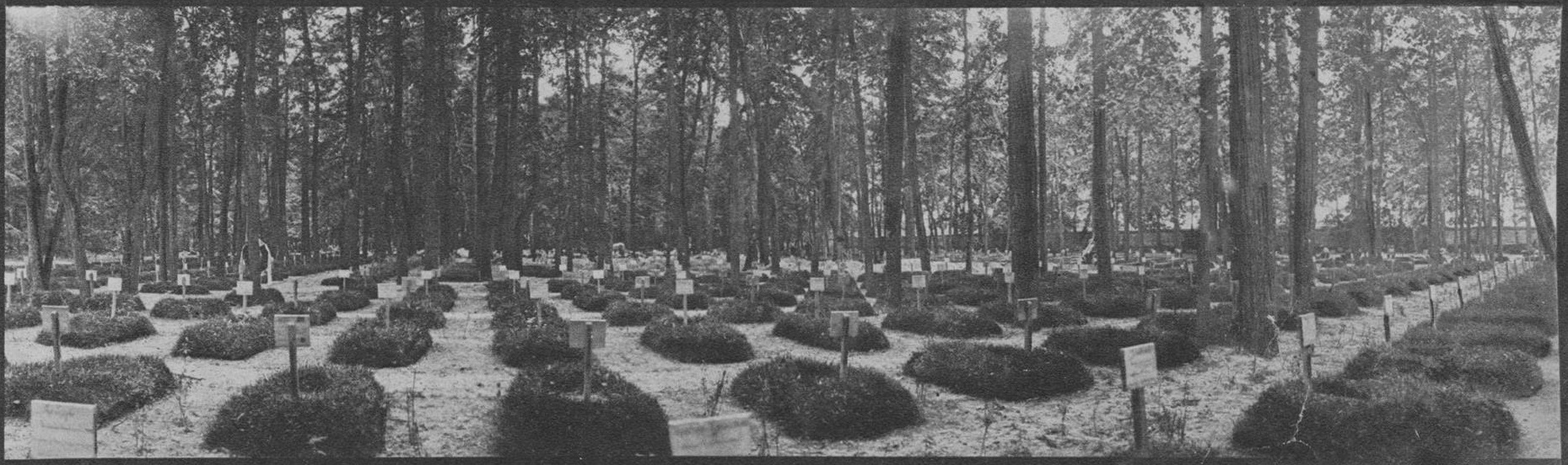 Moscow City Brotherly Cemetery in 1915